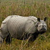 Kaziranga