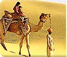 camel in Rajasthan Desert