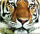 Indian Tiger