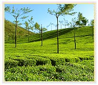 Tea Field in Munnar