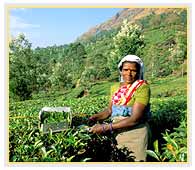 Munnar Tea State