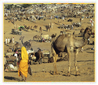 Tour Pushkar Fair, Pushkar Mela Tour, Rajasthan