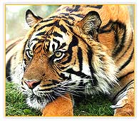 Tiger, Corbett National Park
