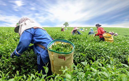 Darjeeling Tour