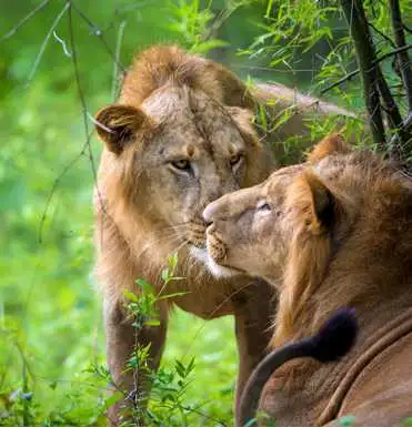 Majestic Tour of Gujarat