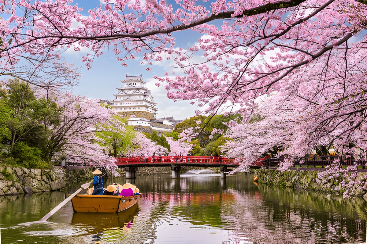 Cherry Blossoms Japan